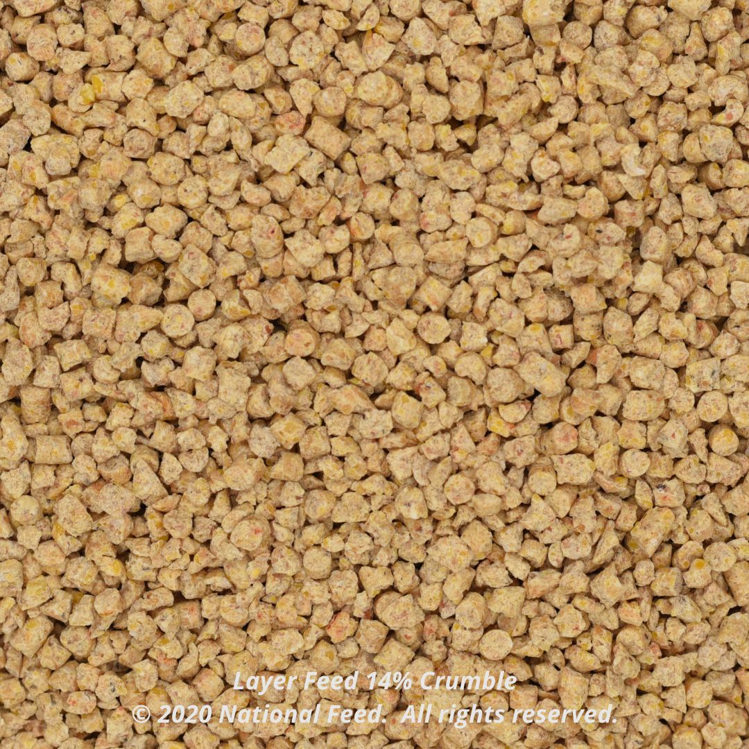 Layer Feed 14% Crumble 50KG علف الوطنية بياض 14